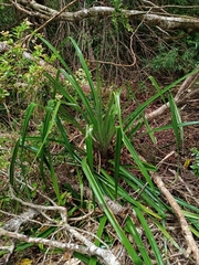 Greigia landbeckii (Greigia landbeckii)