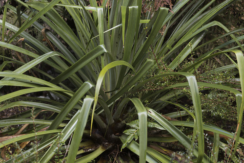 Greigia landbeckii (Greigia landbeckii)