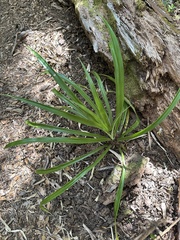 Greigia landbeckii (Greigia landbeckii)