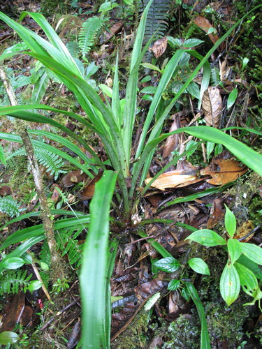 Greigia leymebambana (Greigia leymebambana)