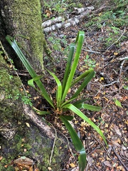 Greigia pearcei (Greigia pearcei)