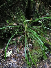 Greigia pearcei (Greigia pearcei)