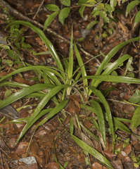 Greigia pearcei (Greigia pearcei)
