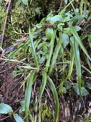 Greigia pearcei (Greigia pearcei)