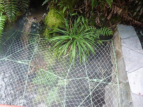 Greigia pearcei: creciendo al lado de aguas termales (Termas geométricas) a 80ª de temperatura.