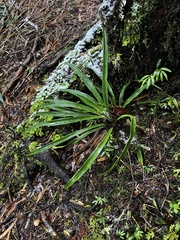 Greigia pearcei (Greigia pearcei)