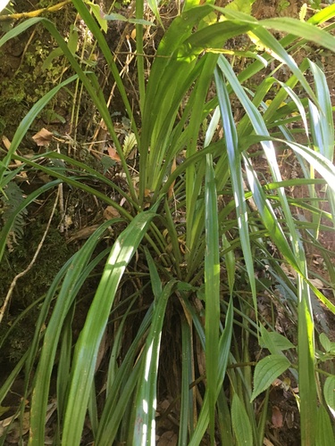 Greigia pearcei (Greigia pearcei)