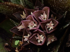 Greigia sanctae-martae (Greigia sanctae-martae)