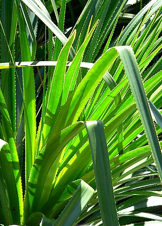 Chupón: Greigia sphacelata at the University of California Botanical Garden , Berkeley, California