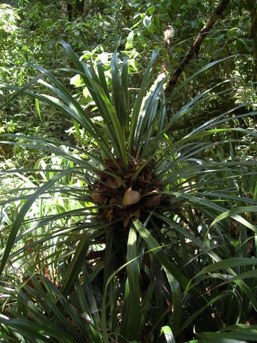 Greigia vanhyningii (Greigia vanhyningii)