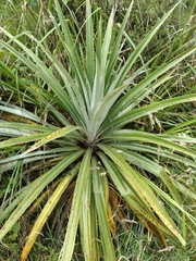 Greigia vulcanica (Greigia vulcanica)