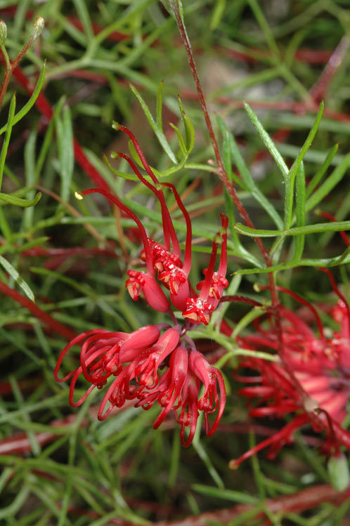 Grevillea acropogon: Grevillea acropogon in Kings Park Botanic Gardens, Perth, Western Australia