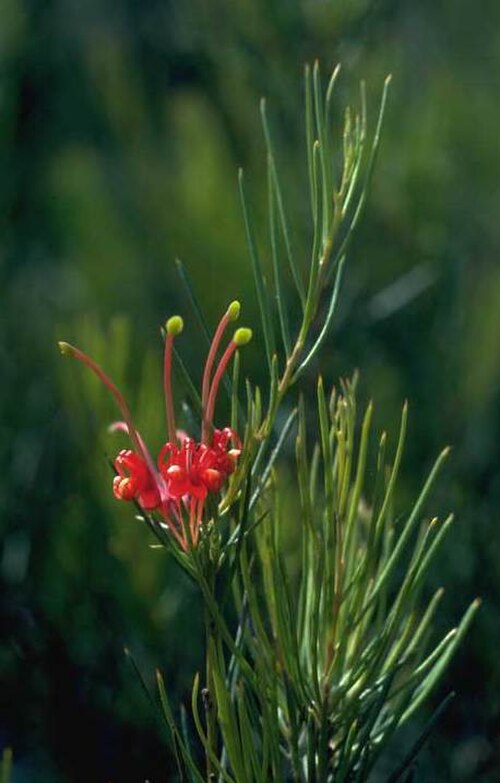 Grevillea acuaria: Grevillea acuaria at Wollongong NSW SGAP Study Group