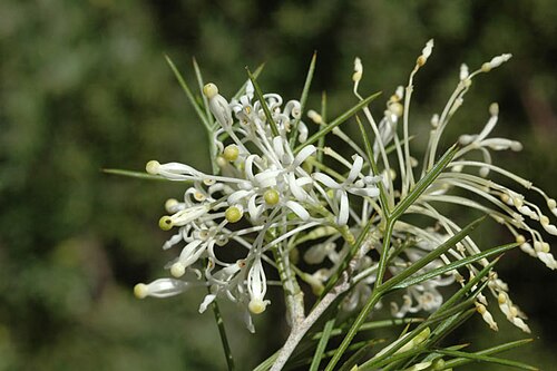 Grevillea anethifolia: Grevillea anethifolia in the Australian National Botanic Gardens