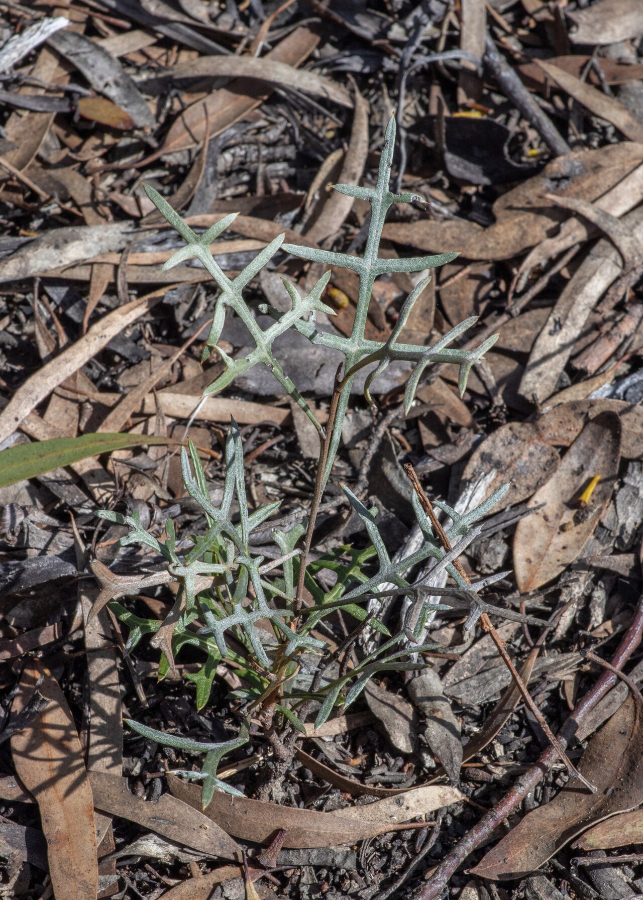 Grevillea angustiloba: Dissected holly-leaf grevillea ( Grevillea angustiloba ) in Australia