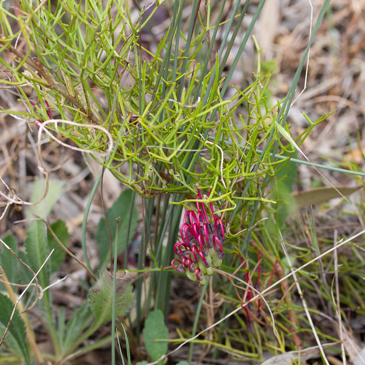 Grevillea angustiloba: Dissected holly-leaf grevillea ( Grevillea angustiloba ) in Australia