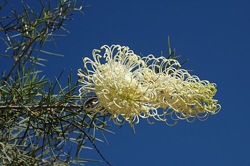 Prickly plume grevillea: Grevillea annulifera about 60km north-east of Kalbarri, Western Australia