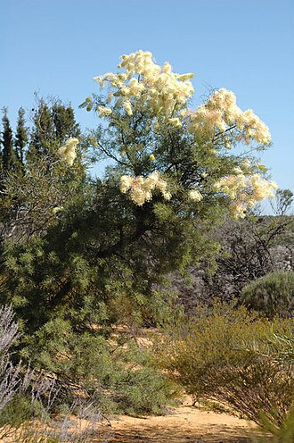Prickly plume grevillea: Grevillea annulifera about 60km north-east of Kalbarri