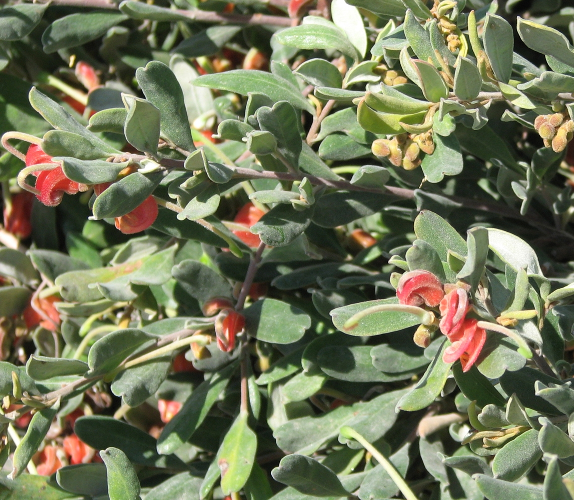 Grevillea arenaria: Grevillea arenaria subsp. canescens (cultivated, labelled) Victoria, Australia