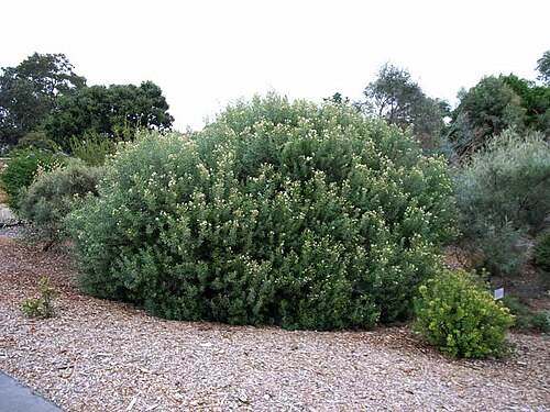Grevillea argyrophylla: Grevillea argyrophylla in the Mount Annan Botanic Garden, New South Wales