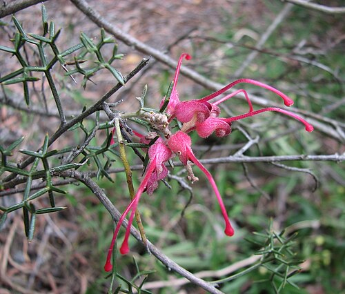 Grevillea asparagoides: Grevillea asparagoides (cultivated, grafted, labelled) Maranoa Gardens, Balwyn, Victoria, Australia