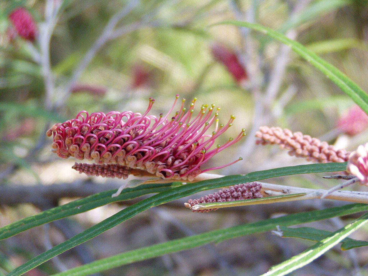 Grevillea aspleniifolia: Description: Grevillea aspleniifolia - Flowers Location: Australian National Botanic Gardens, Canberra, Australian Capital Territory, Australia Date: 2005-09-21