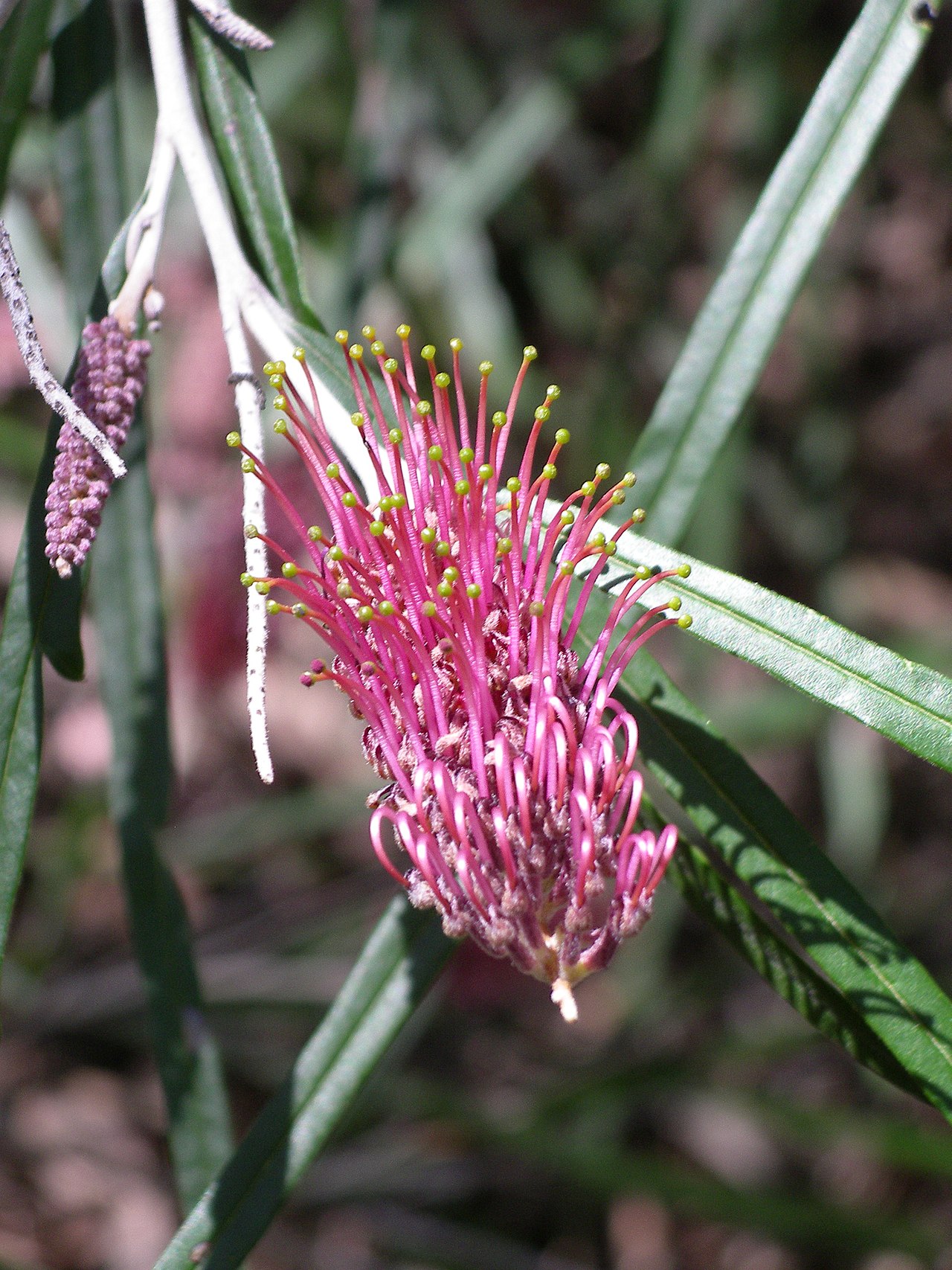 Grevillea aspleniifolia (Grevillea aspleniifolia)