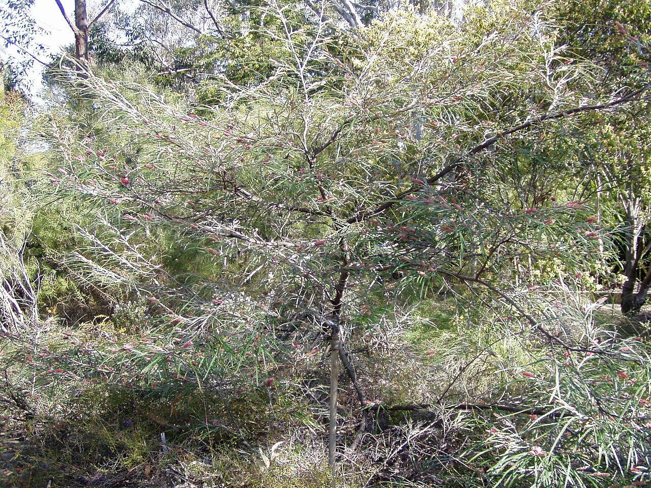 Grevillea aspleniifolia: Description: Grevillea aspleniifolia Location: Australian National Botanic Gardens, Canberra, Australian Capital Territory, Australia Date: 2005-09-21 Source: p