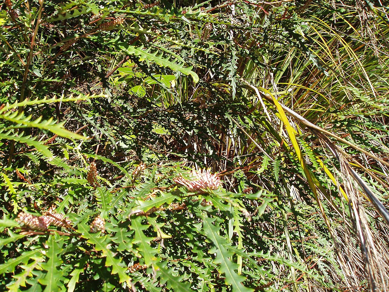 Grevillea aspleniifolia (Grevillea aspleniifolia)