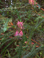 Grevillea aspleniifolia (Grevillea aspleniifolia)