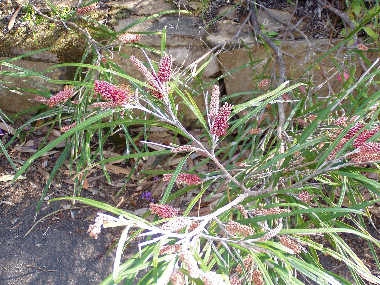 Grevillea aspleniifolia: Description: Grevillea aspleniifolia Location: Australian National Botanic Gardens, Canberra, Australian Capital Territory, Australia Date: 2005-09-21 Source: p