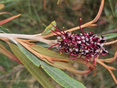 Grevillea aspleniifolia (Grevillea aspleniifolia)