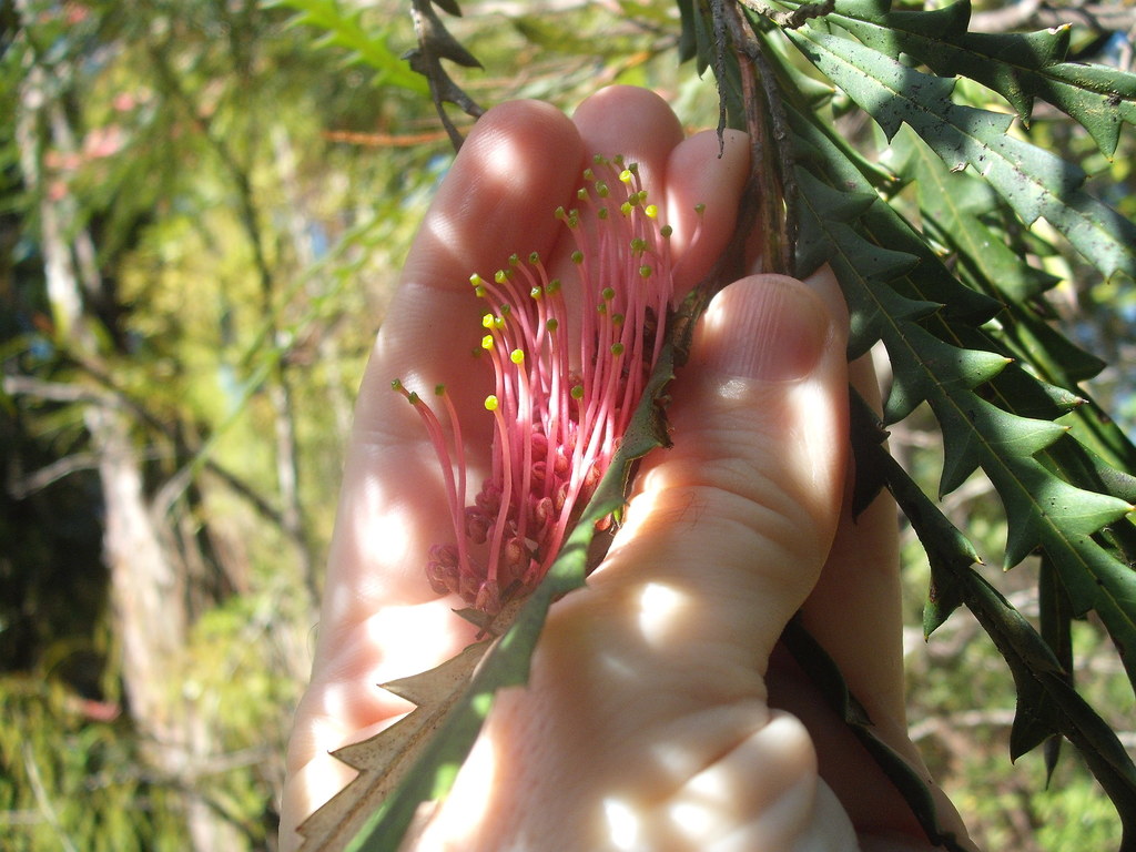 Grevillea aspleniifolia (Grevillea aspleniifolia)