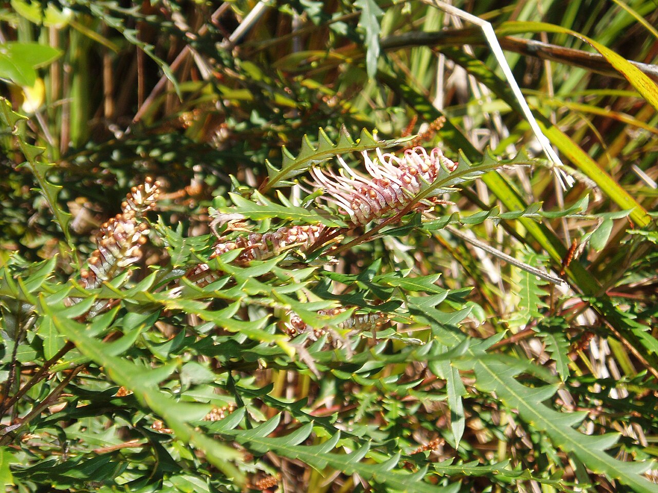 Grevillea aspleniifolia (Grevillea aspleniifolia)