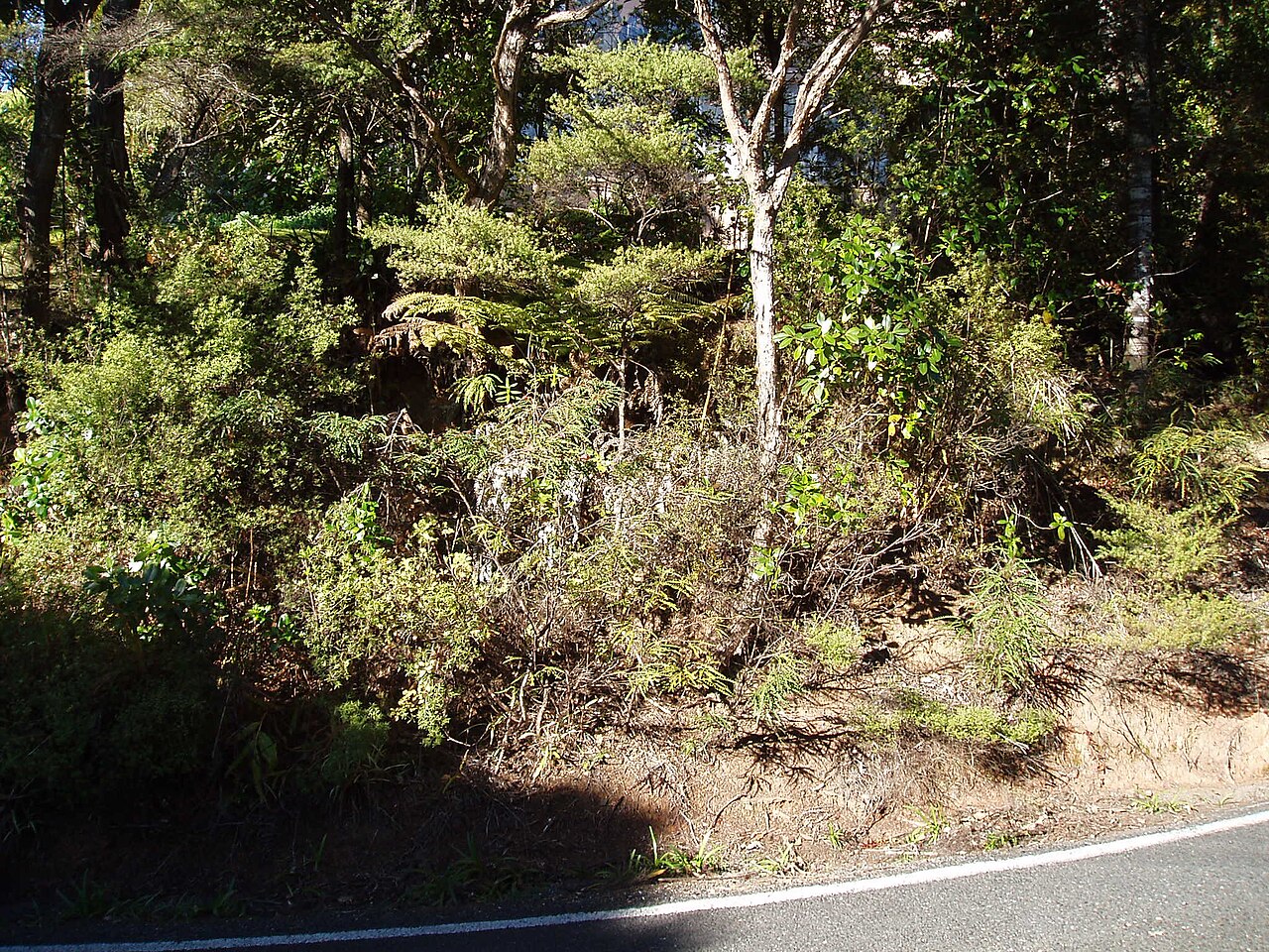 Grevillea aspleniifolia (Grevillea aspleniifolia)