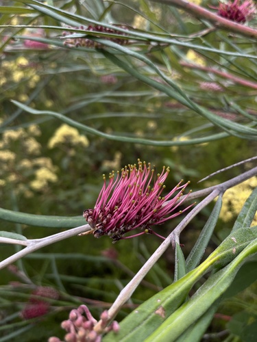 Grevillea aspleniifolia (Grevillea aspleniifolia)