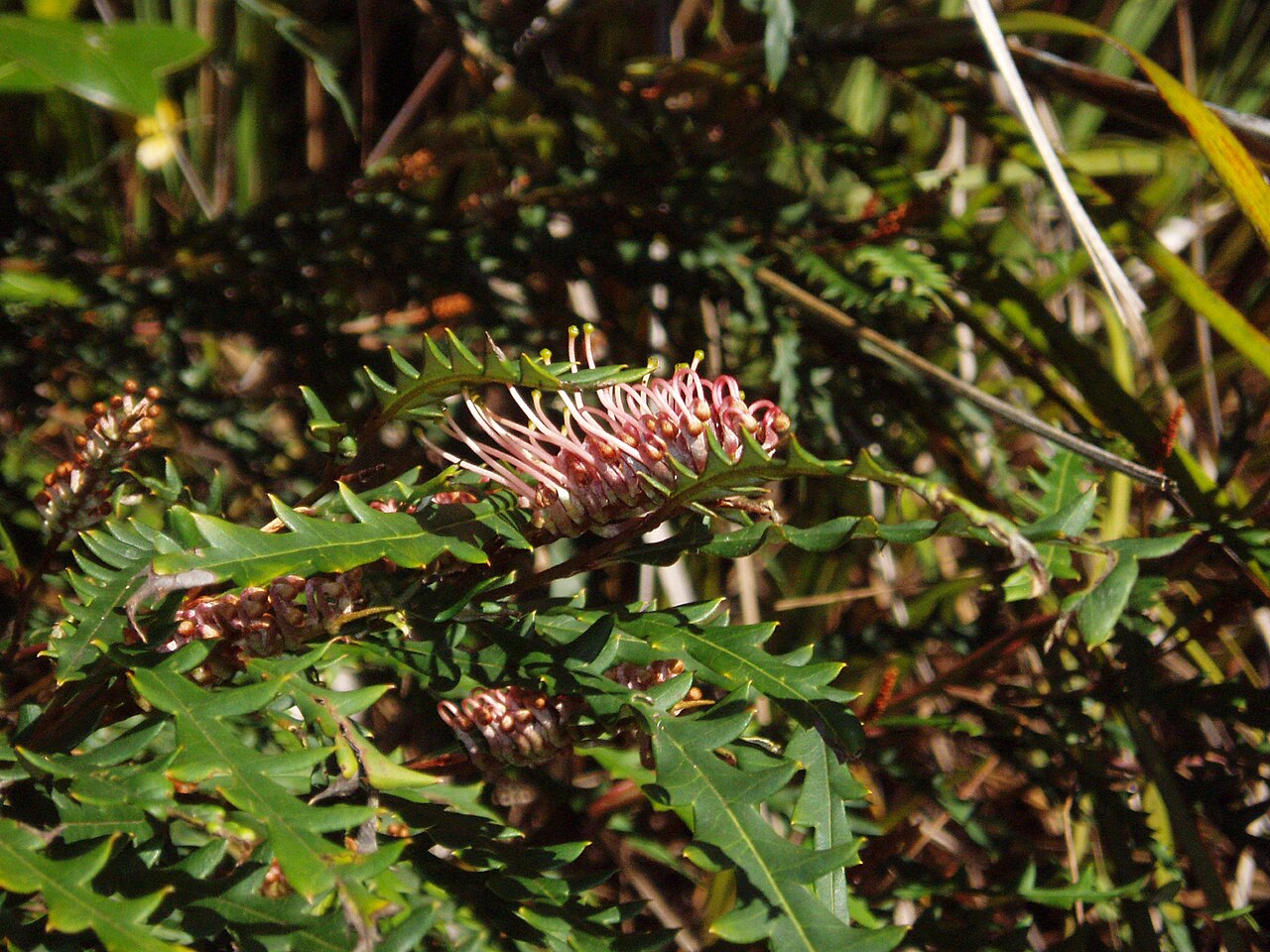Grevillea aspleniifolia (Grevillea aspleniifolia)