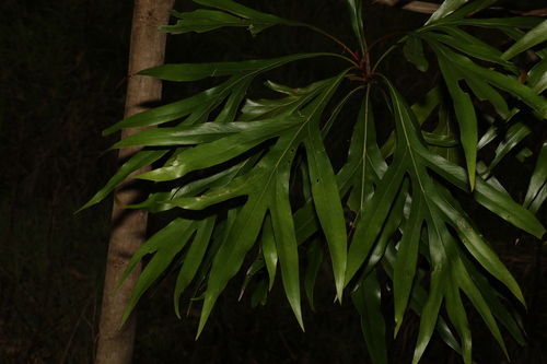 Grevillea baileyana (Grevillea baileyana)