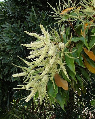 Grevillea baileyana: Family : Proteaceae Australian rainforest native Flowers are similar to Buckinghamia celsissima ('Ivory Curl) and to other grevilleas, but this palnt has leaves