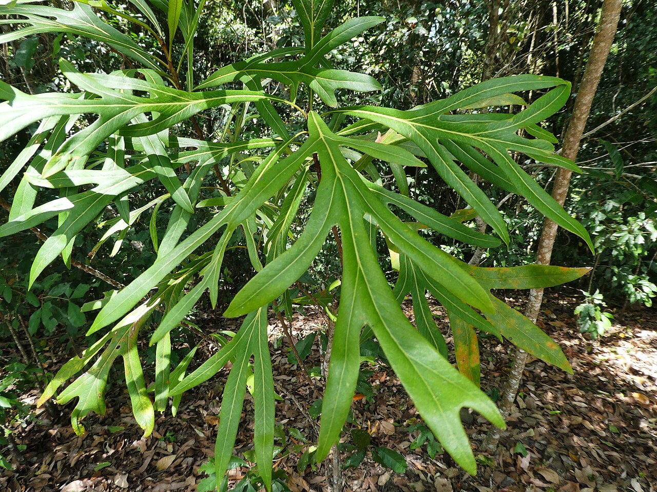 Grevillea baileyana: Grevillea baileyana on Mt Whitfield in Cairns , Queensland