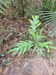 Grevillea baileyana (Grevillea baileyana)