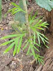 Grevillea baileyana (Grevillea baileyana)