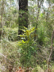 Grevillea baileyana (Grevillea baileyana)