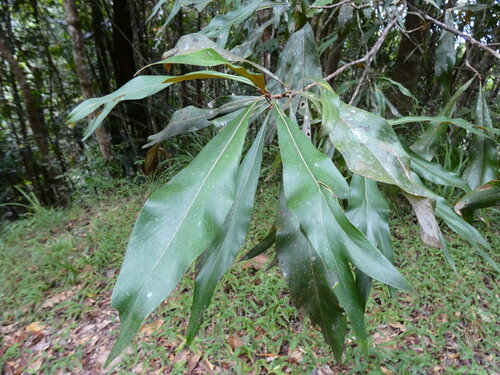 Grevillea baileyana (Grevillea baileyana)