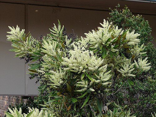 Grevillea baileyana: Grevillea baileyana Family : Proteaceae Australian rainforest tree asgap.org.au/g-bai.html
