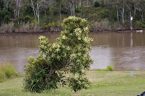Grevillea baileyana: Grevillea baileyana growing on the Brisbane river bank in Westlake. Australian rainforest native tree. Flowers are similar to Buckinghamia celsissima (Ivory Cur