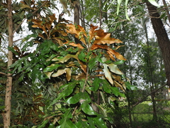 Grevillea baileyana (Grevillea baileyana)