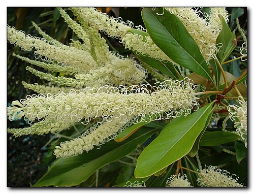 Grevillea baileyana: Grevillea baileyana Family : Proteaceae Australian rainforest native tree Photographed in South Bank, Brisbane. Clustered racemes and have a strong nectar perfu