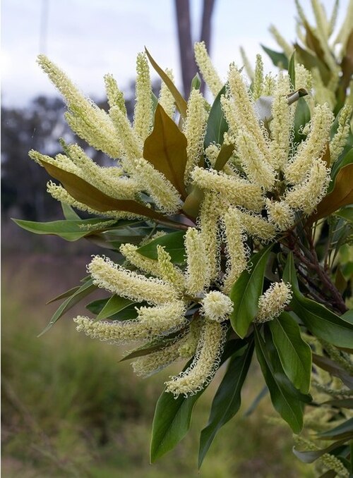Grevillea baileyana: Family : Proteaceae Australian rainforest native tree Flowers are similar to Buckinghamia celsissima ( Ivory Curl) and to other grevilleas, but note - this paln
