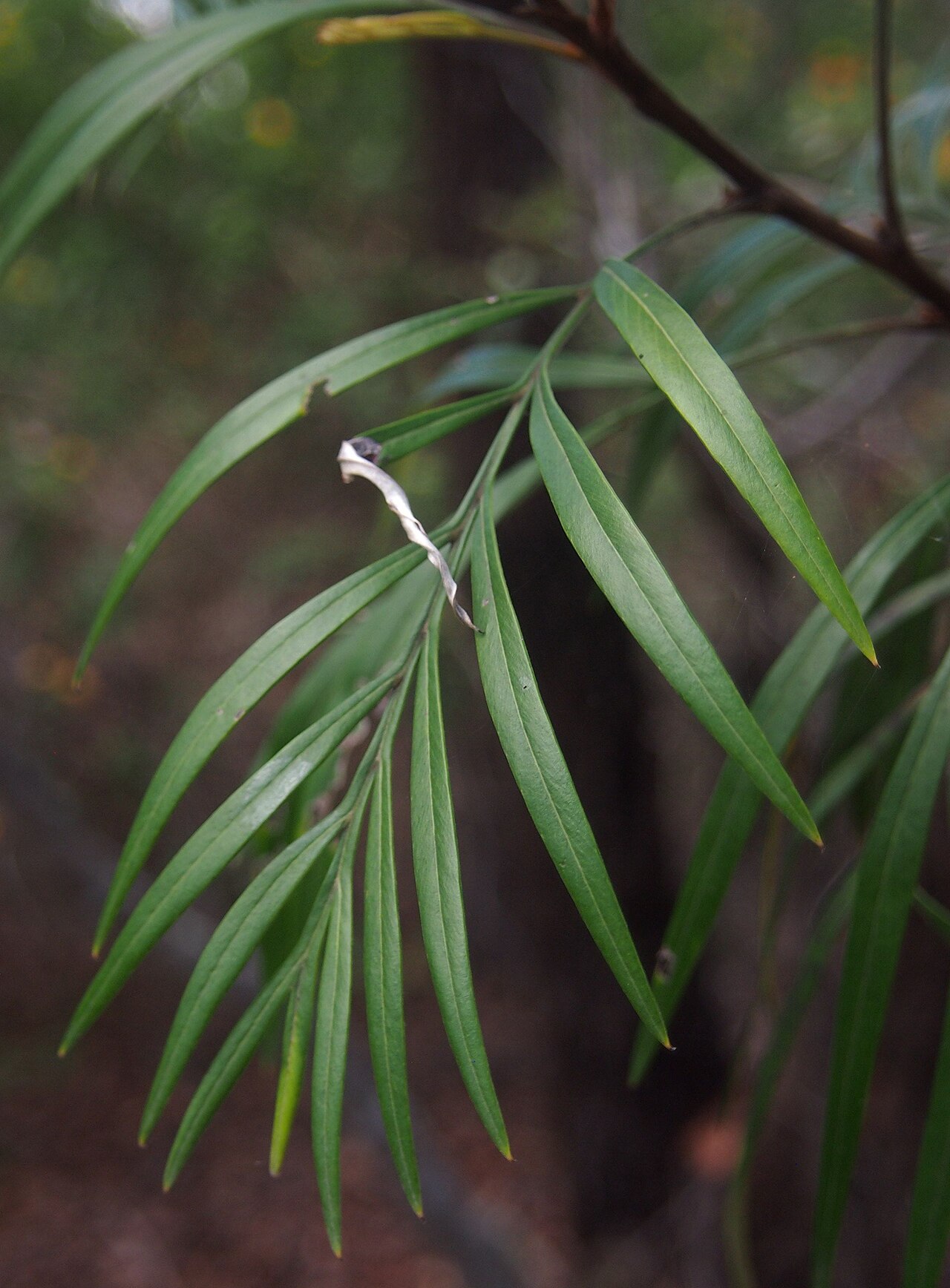 Kahiliflower: Grevillea banksii foliage